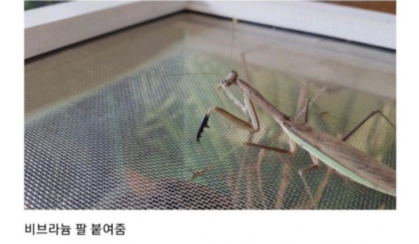 사마귀 앞다리에 의수 달아준 유튜버