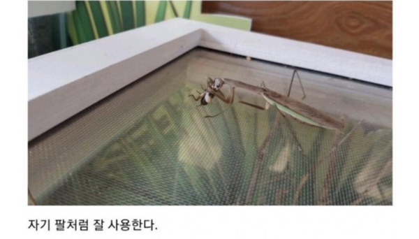 사마귀 앞다리에 의수 달아준 유튜버