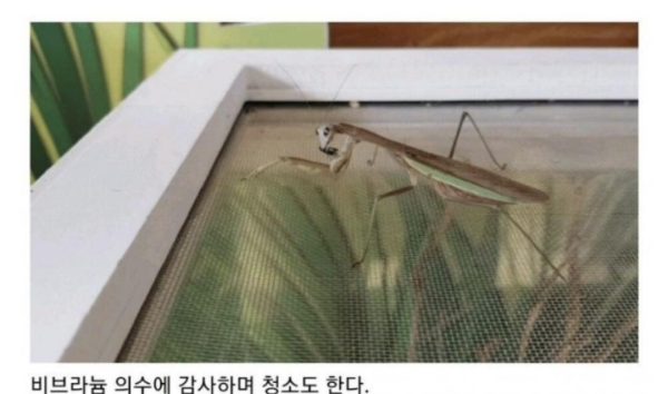 사마귀 앞다리에 의수 달아준 유튜버