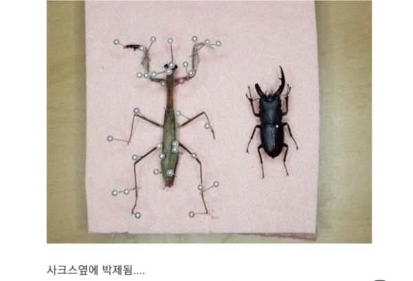 사마귀 앞다리에 의수 달아준 유튜버