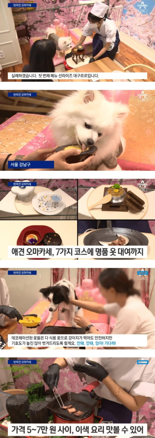 요즘 오마카세 근황