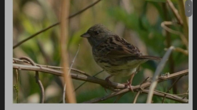 프랑스에서 금지된 악마의 요리