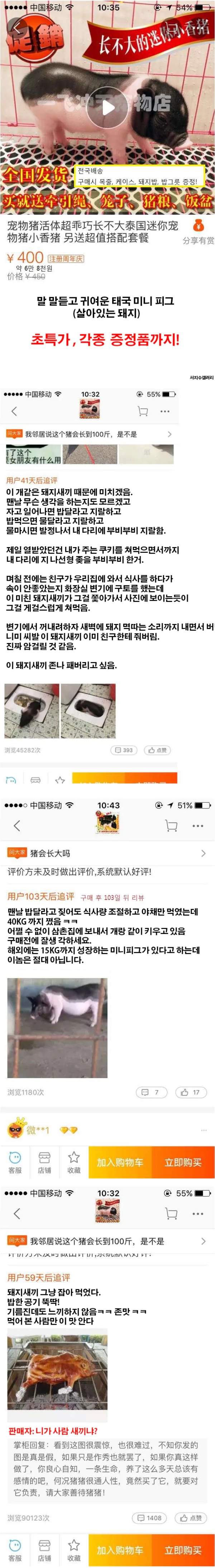 중국 애완용 미니돼지 구매후기