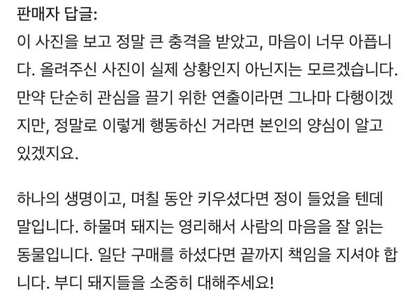 중국 애완용 미니돼지 구매후기