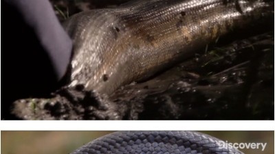 아나콘다에게 잡아먹히는 실험을 한 외국프로