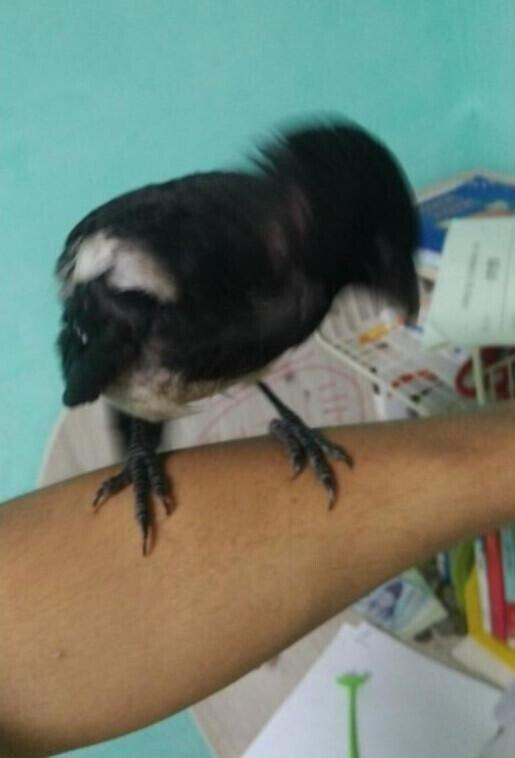 까치 구해주고 여친 생긴 헬갤러