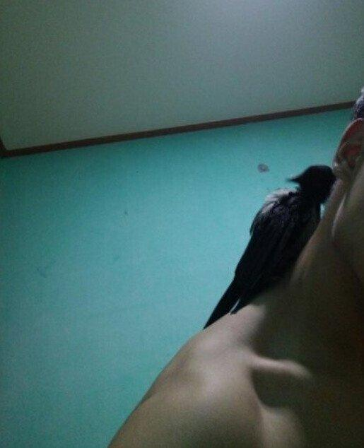 까치 구해주고 여친 생긴 헬갤러