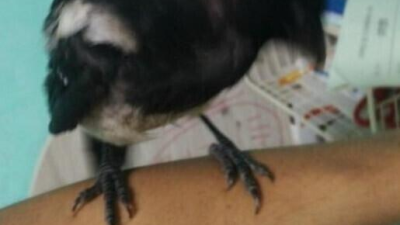 까치 구해주고 여친 생긴 헬갤러