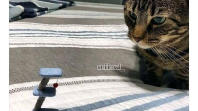 테무산 캣타워 후기