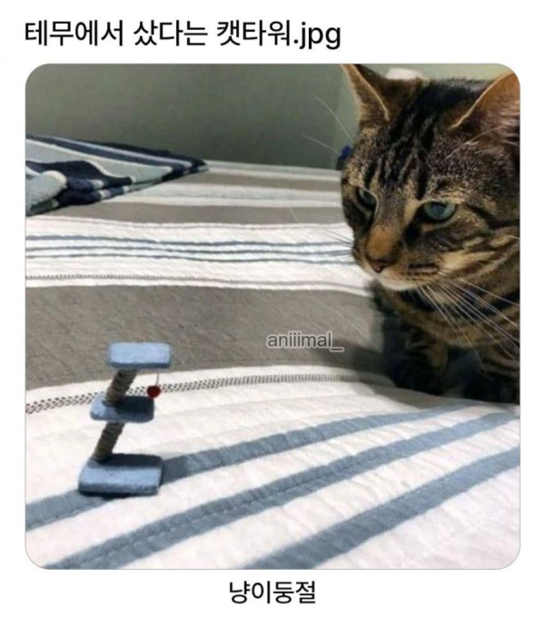 테무산 캣타워 후기