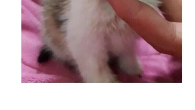 회사에서 냥줍 후기