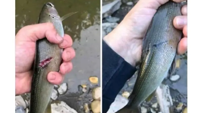 어느 낚시꾼이 겪은 일