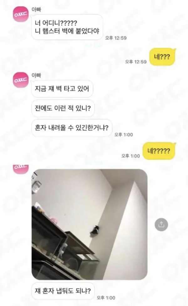 햄스터 때문에 당황하신 아버지