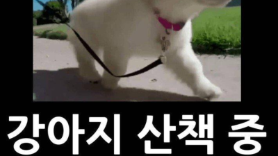 강아지 산책중 번호따인 썰