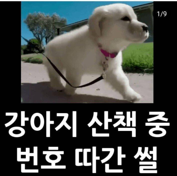강아지 산책중 번호따인 썰