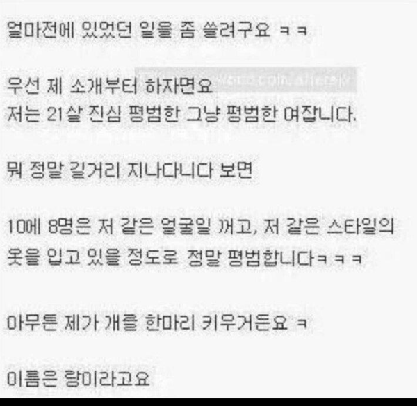 강아지 산책중 번호따인 썰