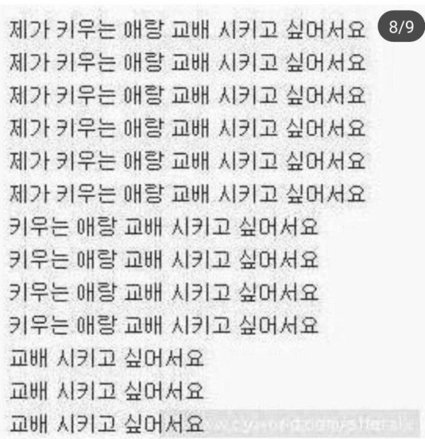 강아지 산책중 번호따인 썰