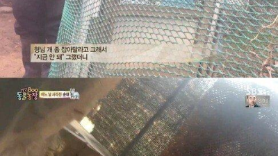 어느날 사라진 반려견
