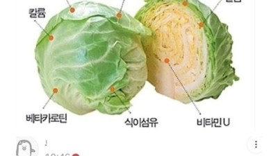양배추는 신이 내린 선물 중에 하나