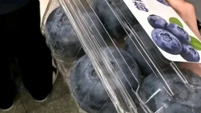 중국에서 재배중인 대왕 블루베리