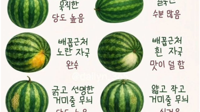 맛있는 수박 고르는 법